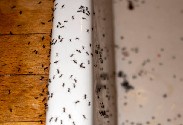 Wildlife Control Services in Walbridge, OH